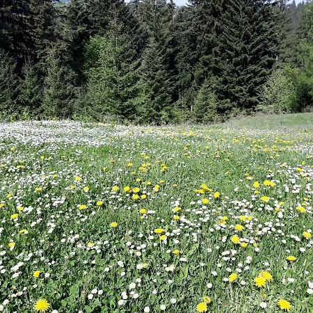 Eco Nad Karpatamy *